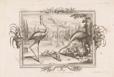 Twee flamingoja Aves dicta Flaminges ex India Occidentali (otsikko esineessä) tekijältä Johann Jakob Stelzer