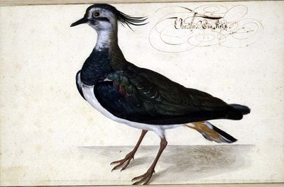 Lapsiivän tutkimus tekijältä Johann Jakob Walther