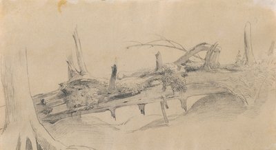 Juurijärjestelmä, kaatunut puu tekijältä Johann Peter Krafft