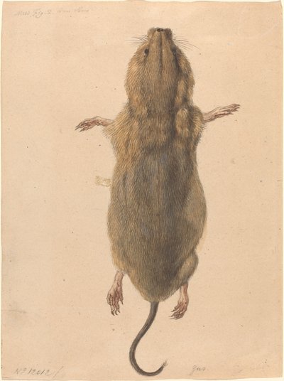 Kenttähiiri, ylhäältä tekijältä Johann Rudolph Schellenberg