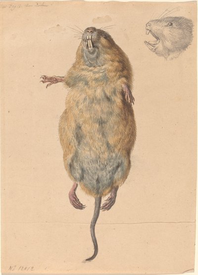 Kenttähiiri, alhaalta tekijältä Johann Rudolph Schellenberg