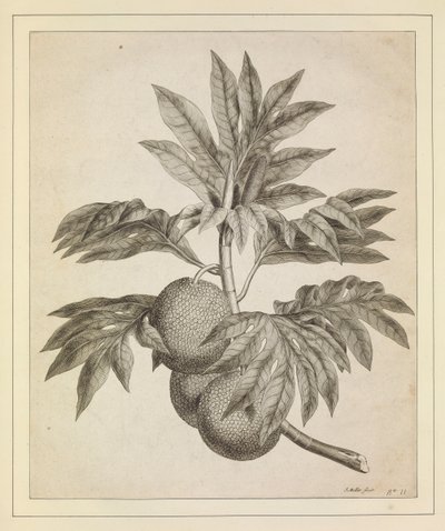 Leipähedelmäpuun oksa tekijältä Johann Sebastien Muller
