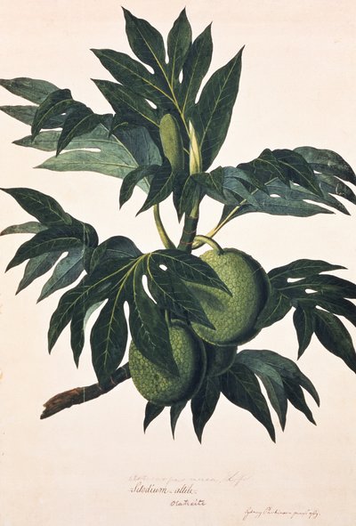 Leipähedelmäpuun hedelmäinen oksa, noin 1773 (kaiverrus). tekijältä Johann Sebastien Muller