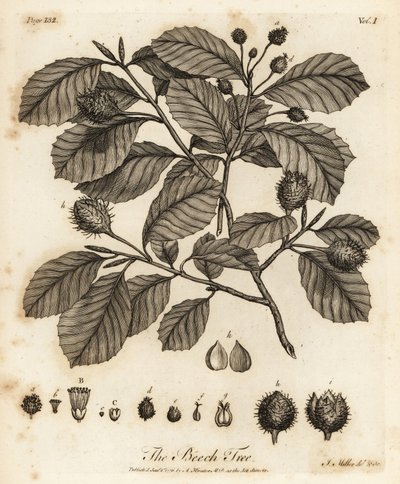 Eurooppalainen pyökki tai tavallinen pyökki, Fagus sylvatica. tekijältä Johann Sebastien Muller