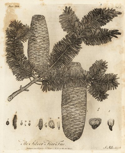 Euroopan kuusi, Abies alba. tekijältä Johann Sebastien Muller