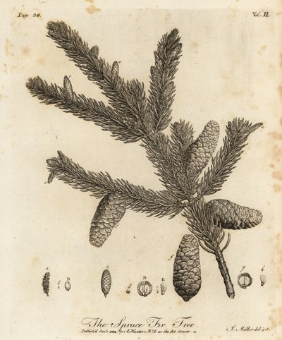 Kuusi tai euroopankuusi, Picea abies tekijältä Johann Sebastien Muller