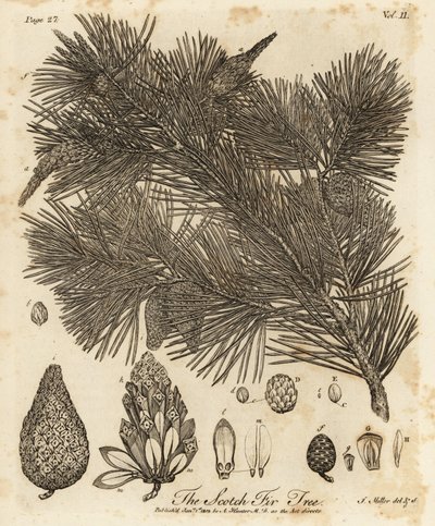 mänty, Pinus sylvestris. tekijältä Johann Sebastien Muller