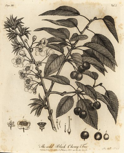 Hapankirsikka, hapankirsikka tai kääpiökirsikka, Prunus cerasus. tekijältä Johann Sebastien Muller