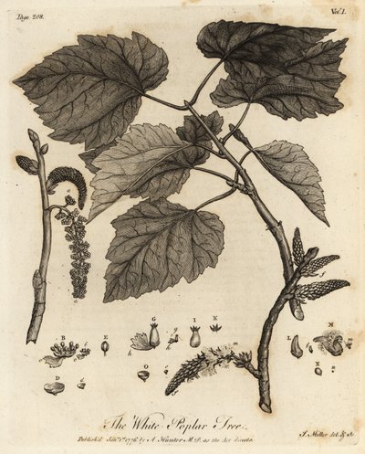 Valkoinen poppeli, Populus alba. tekijältä Johann Sebastien Muller
