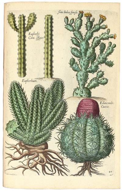 Kaktukset, 1641 tekijältä Johann Theodor de Bry