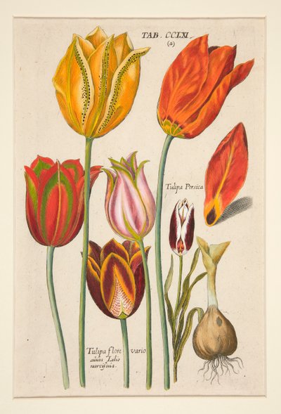 Uusi Florilegium, tämä on kukkien ja kasvien erilaiset ja suurimmat säteet (kukkalevy); (tulppaanit); 81 levyn sarjasta tekijältä Johann Theodor de Bry