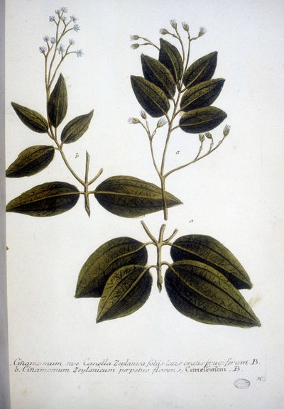 Cinnamomum Zeylanicum (Ceylon Cinnamomum) - Kaiverrus Herbariumista J.W. Weinmann vuonna 1737. tekijältä Johann Wilhelm Weinman