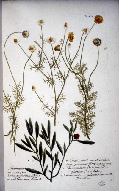Useita Chamaemelum (kamomilla) lajeja - J.W.Weinmannin "" Herbariumissa vuonna 1737. tekijältä Johann Wilhelm Weinman