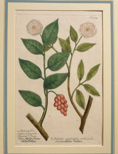 Länsibalsamipensas, värillinen kaiverrus tekijältä Johann Wilhelm Weinmann