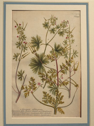Herb Robert (Geranium robertianum), värillinen kaiverrus tekijältä Johann Wilhelm Weinmann
