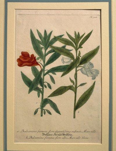 Impatiens, värillinen kaiverrus tekijältä Johann Wilhelm Weinmann