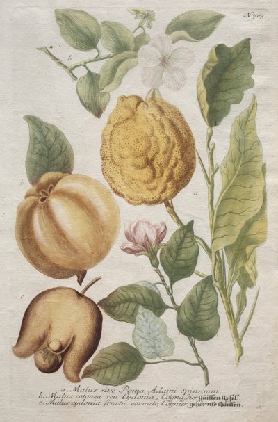 Phytanthoza iconographia: nro 703. tekijältä Johann Wilhelm Weinmann