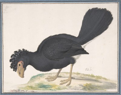 Musta Curassow, n.d. tekijältä Johannes Bronckhorst