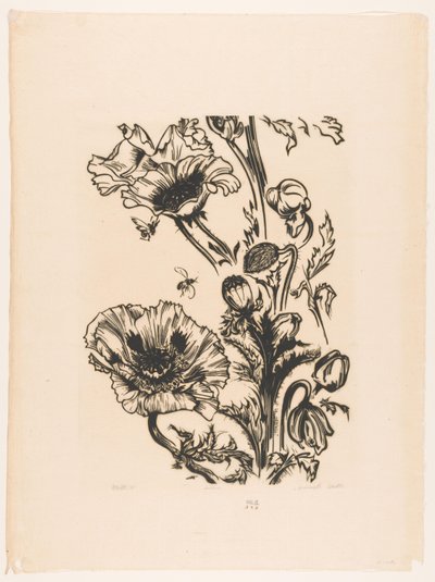 Studie papavers (alkuperäinen nimi esineessä) tekijältä Johannes Frederik Engelbert ten Klooster (signed by artist)