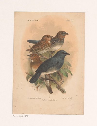 Neljä lintua oksalla Siphia Everetti Sharpe (otsikko esineessä) tekijältä Johannes Gerardus Keulemans