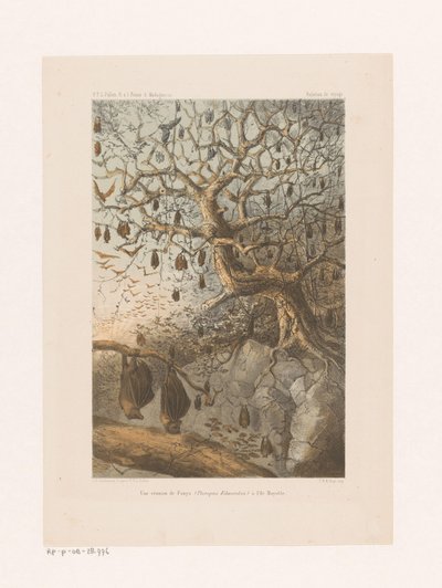 Vleermuizen in een boom Fanysin (Pteropus Edwardsii) tapaaminen Mayotten saarella (otsikko esineessä) Matkasuhde (sarjan nimi esineellä) tekijältä Johannes Gerardus Keulemans