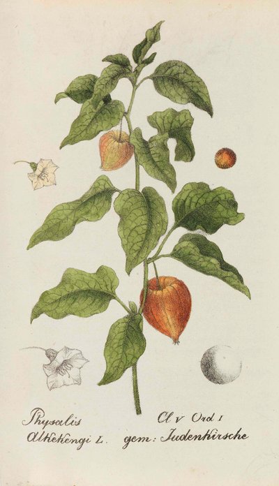 Sveitsin kasvien kokoelma, 1825-1846. tekijältä Johannes Jacob Hegetschweiler
