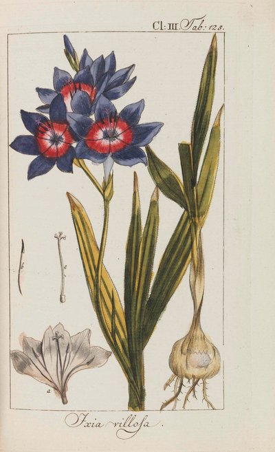 Valikoima kauniita ja harvinaisia ​​kasveja, 1795-1798. tekijältä Johannes Zorn