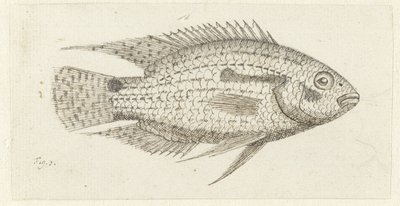 Trooppinen kala Chromis epse tekijältä Johannes le Francq van Berkhey