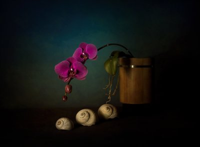Violetti orkideat – asetelma tekijältä John-Mei Zhong