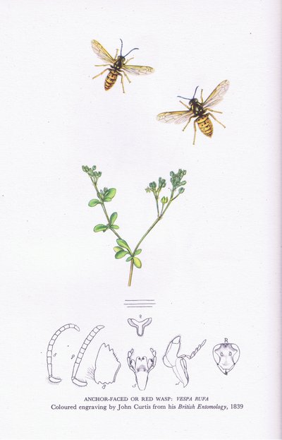 Ankkuri Faced tai Red Wasp, Nature in Britain julkaissut Collins tekijältä John (after) Curtis