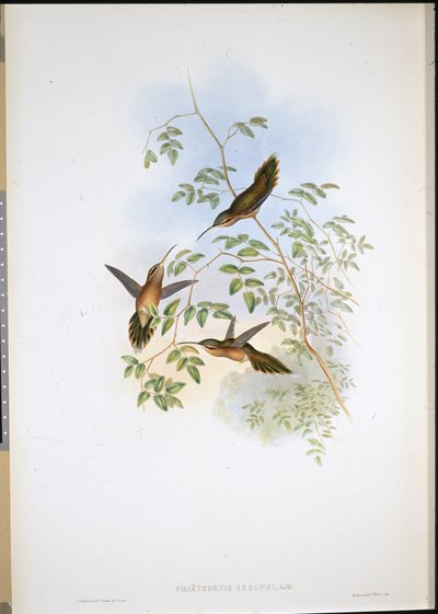 Adolfin erakko (Phaethornis Adolphi) (käsinvärinen lito) tekijältä John (after) Gould