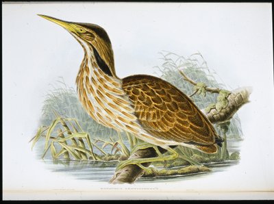 American Bittern (Botaurus Lentiginosus) (käsinvärinen litho) tekijältä John (after) Gould
