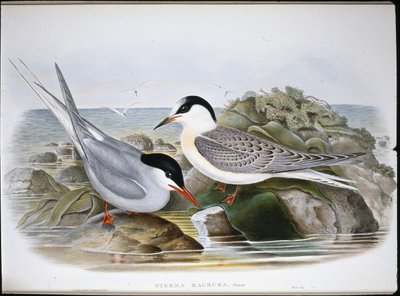 Jäätiira (Sterna Macrura) (käsinvärinen lito) tekijältä John (after) Gould