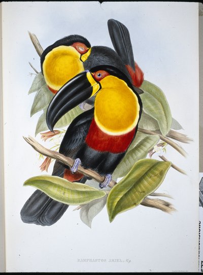 Ariel Toucan (Ramphastos Ariel) (käsinvärinen lito) tekijältä John (after) Gould