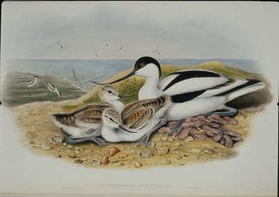 Avocet (Recurvirostra Avocetta) (käsin värjätty litografia) tekijältä John (after) Gould