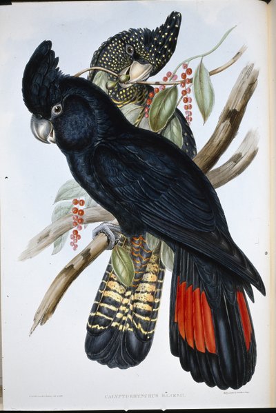 Banksian kakadu (Calyptorhynchus Banksii) (käsinvärinen lito) tekijältä John (after) Gould