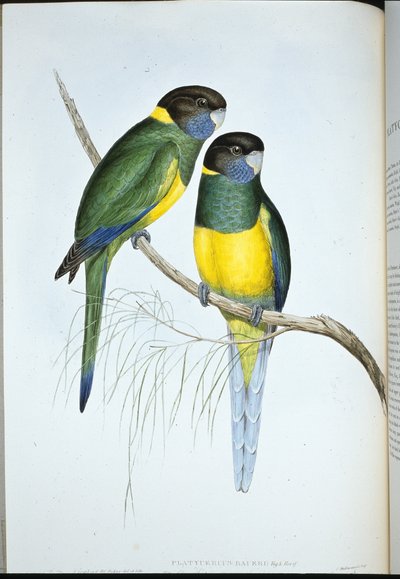 Bauerin papukaija (Platycercus Baueri) (käsinvärinen lito) tekijältä John (after) Gould