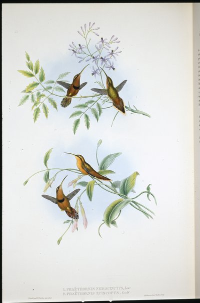 Vyö erakko (Phaethornis Nigrocinctus) ja piispan erakko (Phaethornis Episcopus) (käsinvärinen litho) tekijältä John (after) Gould
