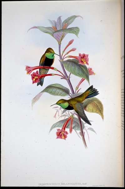 Estrella del turó de pit negre (Oreotrochilus Melanogaster) (litografia pintada a mà) finès tekijältä John (after) Gould