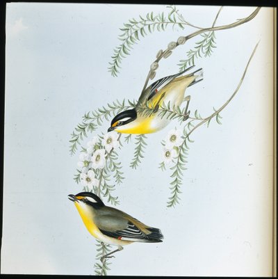 Pardalotus Melanocephalus (käsin värjätty litografia) (käsin värjätty litografia) tekijältä John (after) Gould