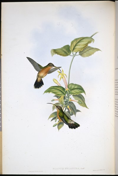 Mustapyrstö erakko (Glaucis Melanura) (käsinvärinen lito) tekijältä John (after) Gould