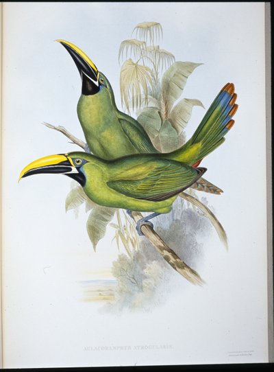 Mustakurkkutukaani (Aulacoramphus Atrogularis) (käsin värjätty litografia) tekijältä John (after) Gould