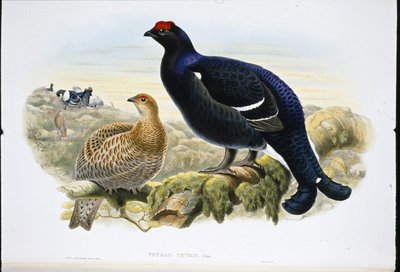 Mustakukko (Tetrao Tetrix) (käsinvärinen lito) tekijältä John (after) Gould