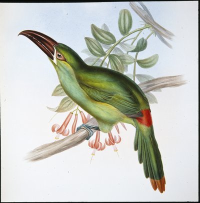 Tukaani (Aulacoramphus Haematopygius) (käsinvärinen lito) tekijältä John (after) Gould