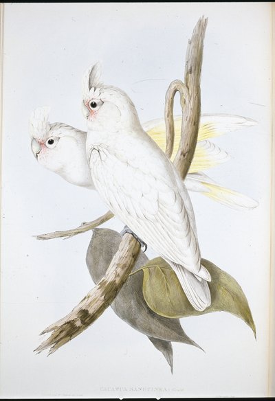 Veren tahraama kakadu (Cacatua Sanguinea) (käsinvärinen lito) tekijältä John (after) Gould