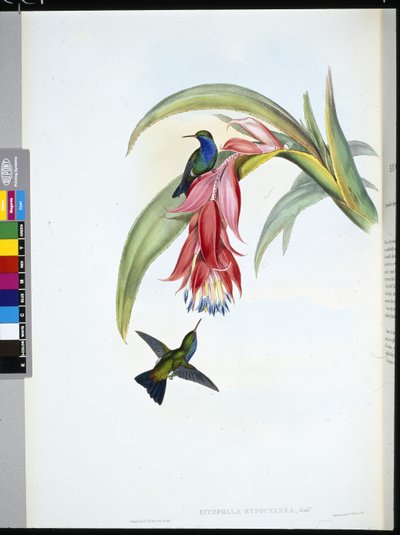 Sinirintainen safiiri (Eucephala Hypocyanea) (käsinvärinen lito) tekijältä John (after) Gould