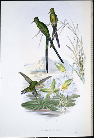 Blue-tailed Sylph (Cynanthus Cyanurus) (käsinvärinen lito) tekijältä John (after) Gould