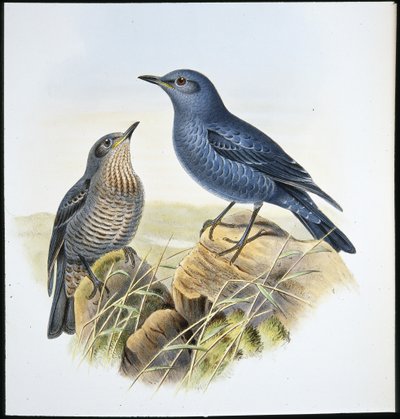 Sininen kivirastas (Petrocossyphus Cyanus) (käsinvärinen lito) tekijältä John (after) Gould