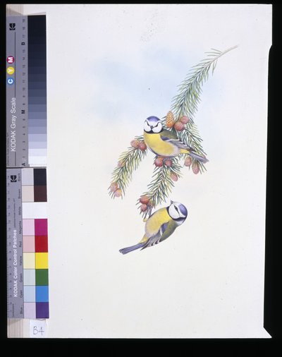 Sinitiainen (Parus Caeruleus) (käsinvärinen litho) tekijältä John (after) Gould