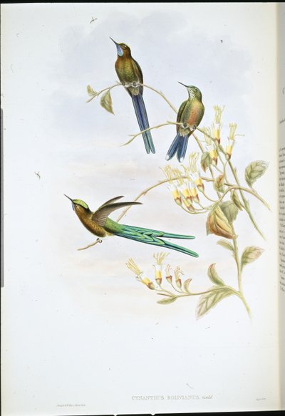 Bolivian sylfi (Cynanthus Bolivianus) (käsinvärinen lito) tekijältä John (after) Gould
